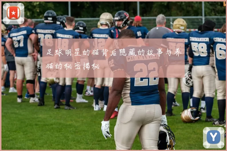 足球明星的猫背后隐藏的故事与养猫的秘密揭秘